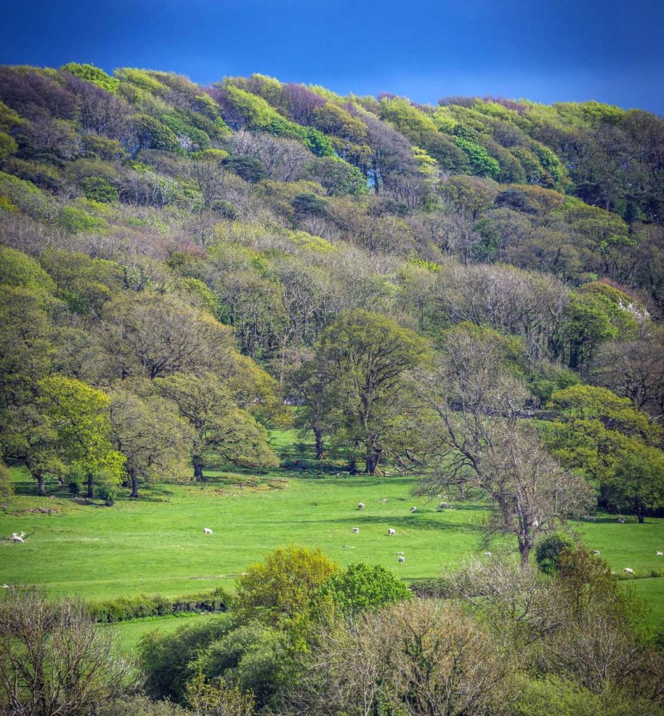 Lancashire countryside with sheep grazing on hills.